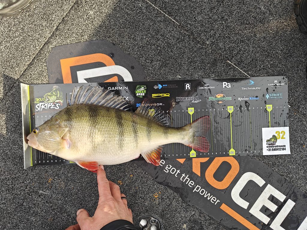 baars vissen met ned rig competitie perch fishing with Ned rig competition